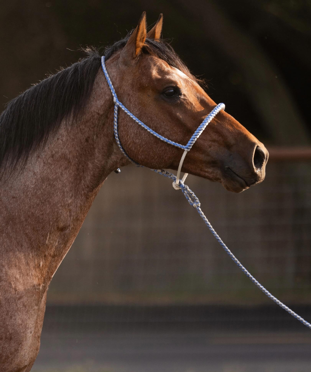 Malyce Tyme — CasaBlanca Equine
